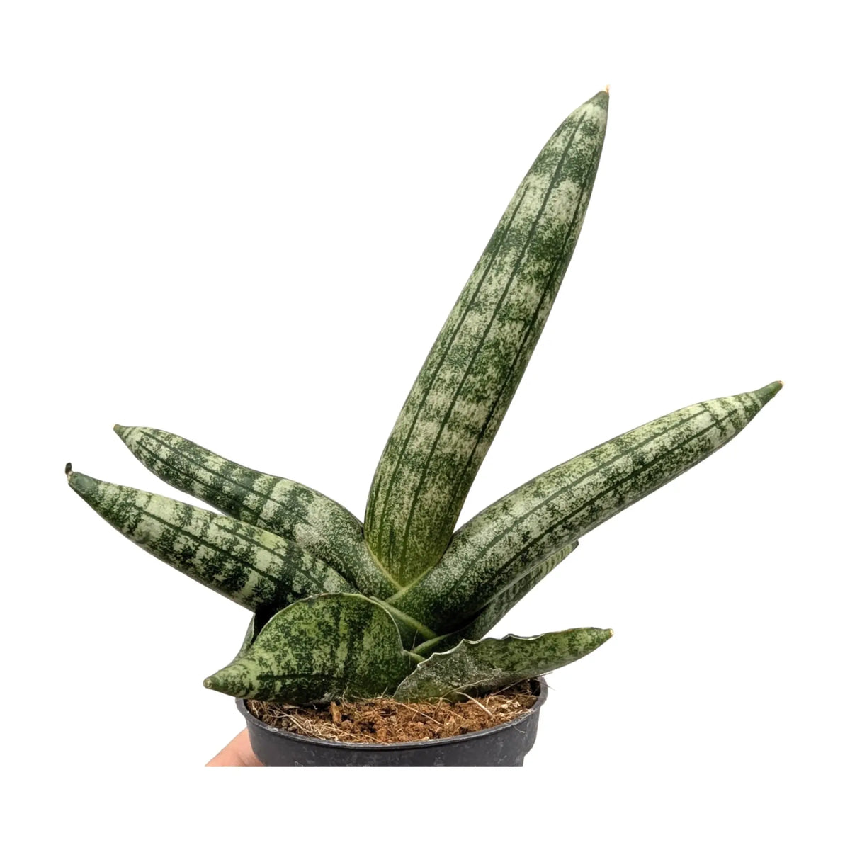 Sansevieria boncellensis Leaf Culture