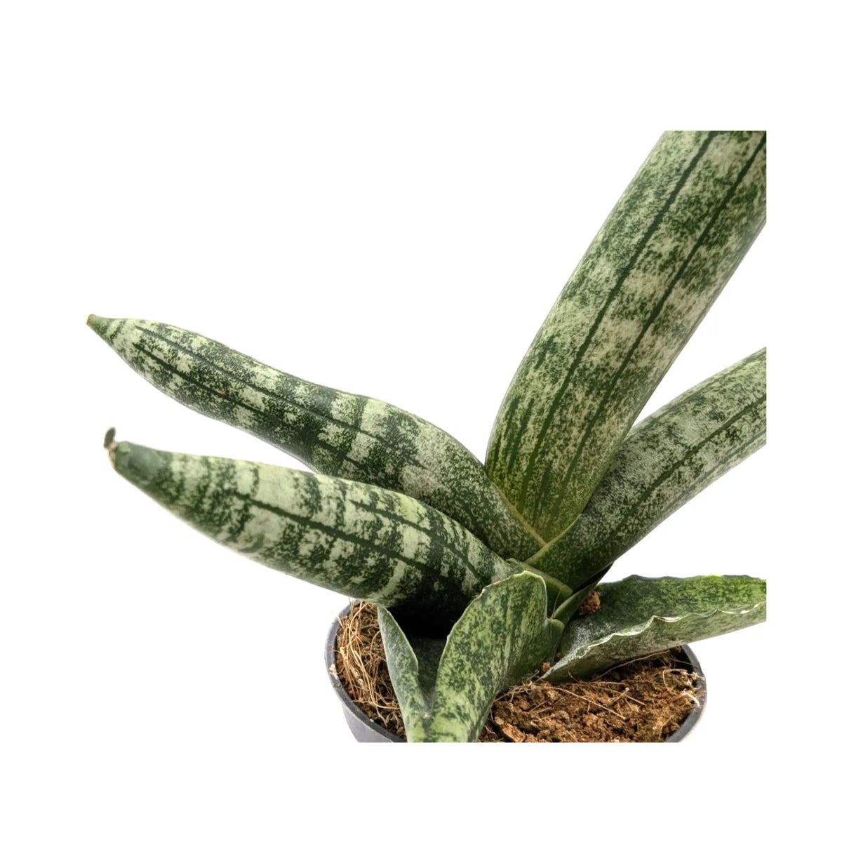Sansevieria boncellensis Leaf Culture