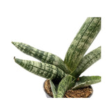 Sansevieria boncellensis Leaf Culture