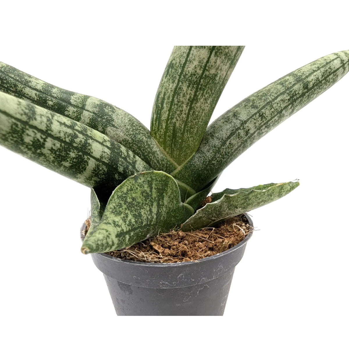 Sansevieria boncellensis Leaf Culture