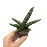 Sansevieria boncellensis Leaf Culture