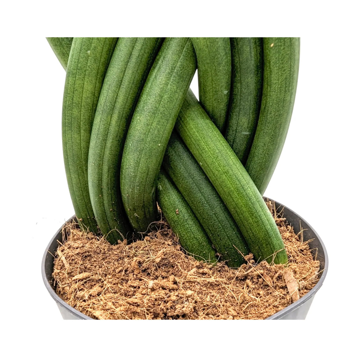 Sansevieria cylindrica Braid - Snake plant Leaf Culture