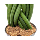 Sansevieria cylindrica Braid - Snake plant Leaf Culture