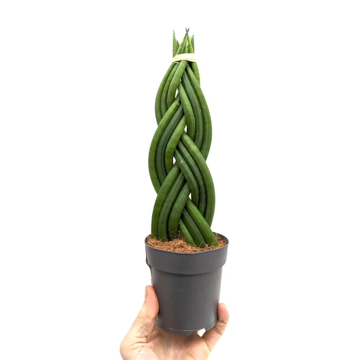 braided snake plant growth Braided Snake Plant | Sansevieria Cylindrica