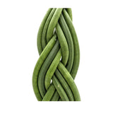 Sansevieria cylindrica Braid - Snake plant Leaf Culture