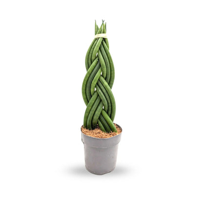 Sansevieria cylindrica Braid - Snake plant Leaf Culture