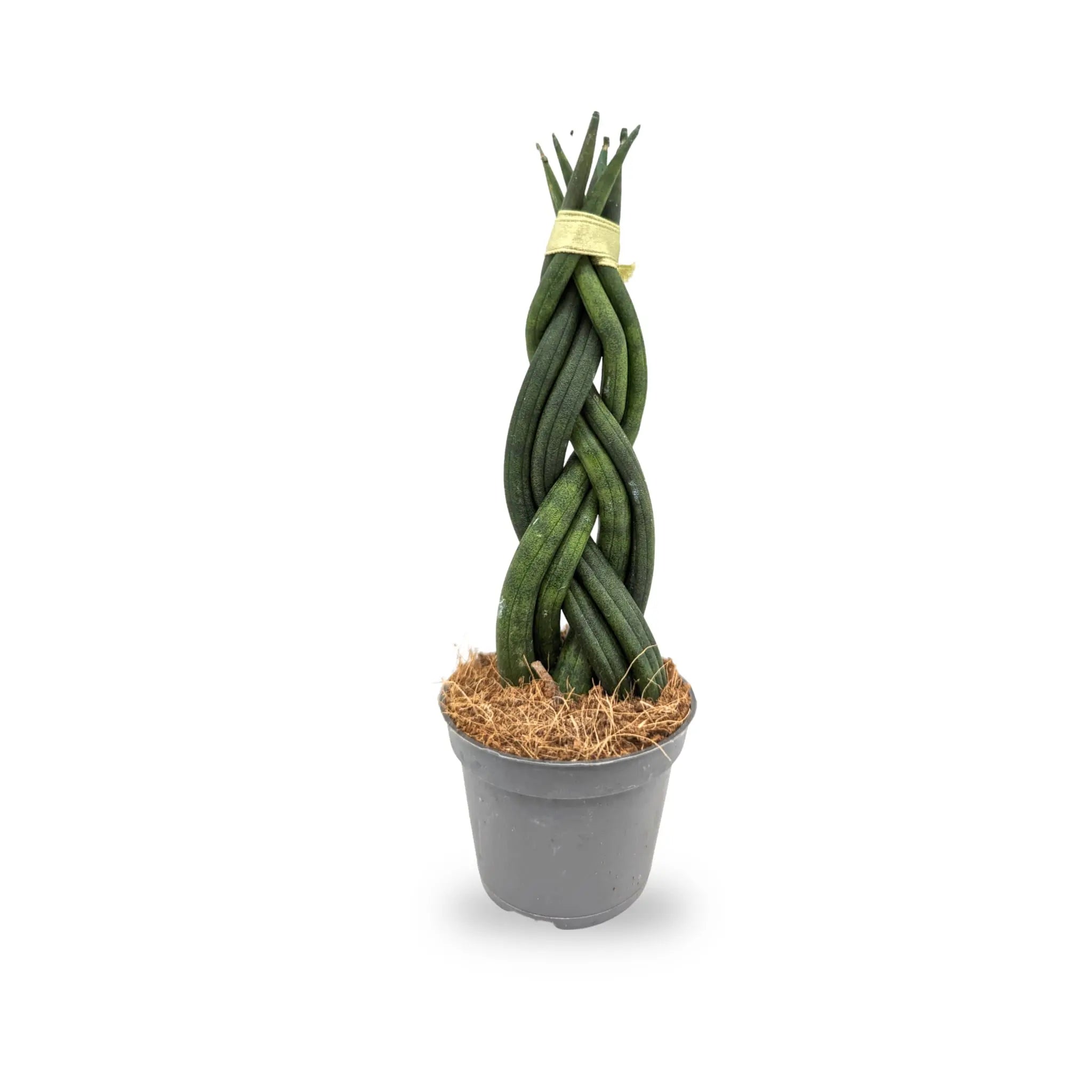 Sansevieria cylindrica Braid - Snake plant Leaf Culture