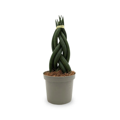 Sansevieria cylindrica Braid - Snake plant Leaf Culture