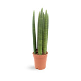 Sansevieria cylindrica Straight - Snake plant Oz