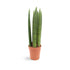 Sansevieria cylindrica Straight - Snake plant Oz