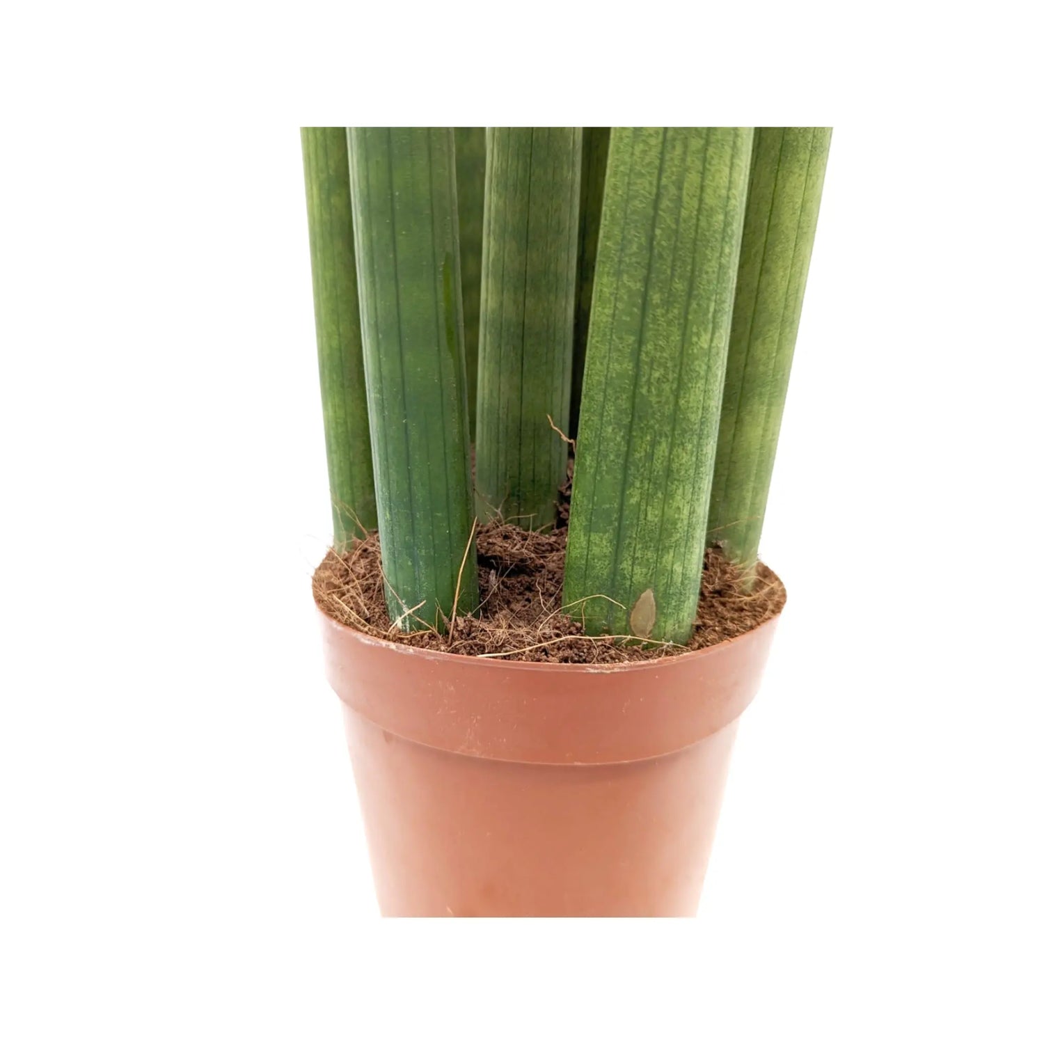 Sansevieria cylindrica Straight - Snake plant Oz