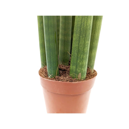 Sansevieria cylindrica Straight - Snake plant Oz