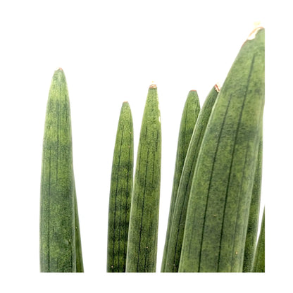 Sansevieria cylindrica Straight - Snake plant Oz