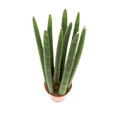 Sansevieria cylindrica Straight - Snake plant Oz