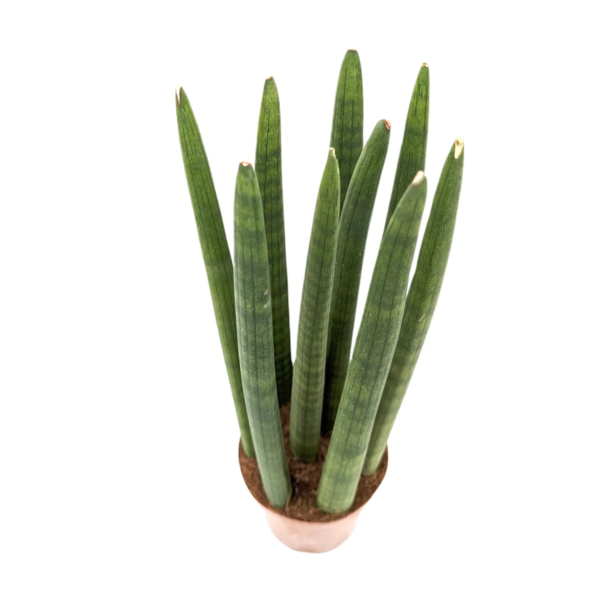 Sansevieria cylindrica Straight - Snake plant Oz