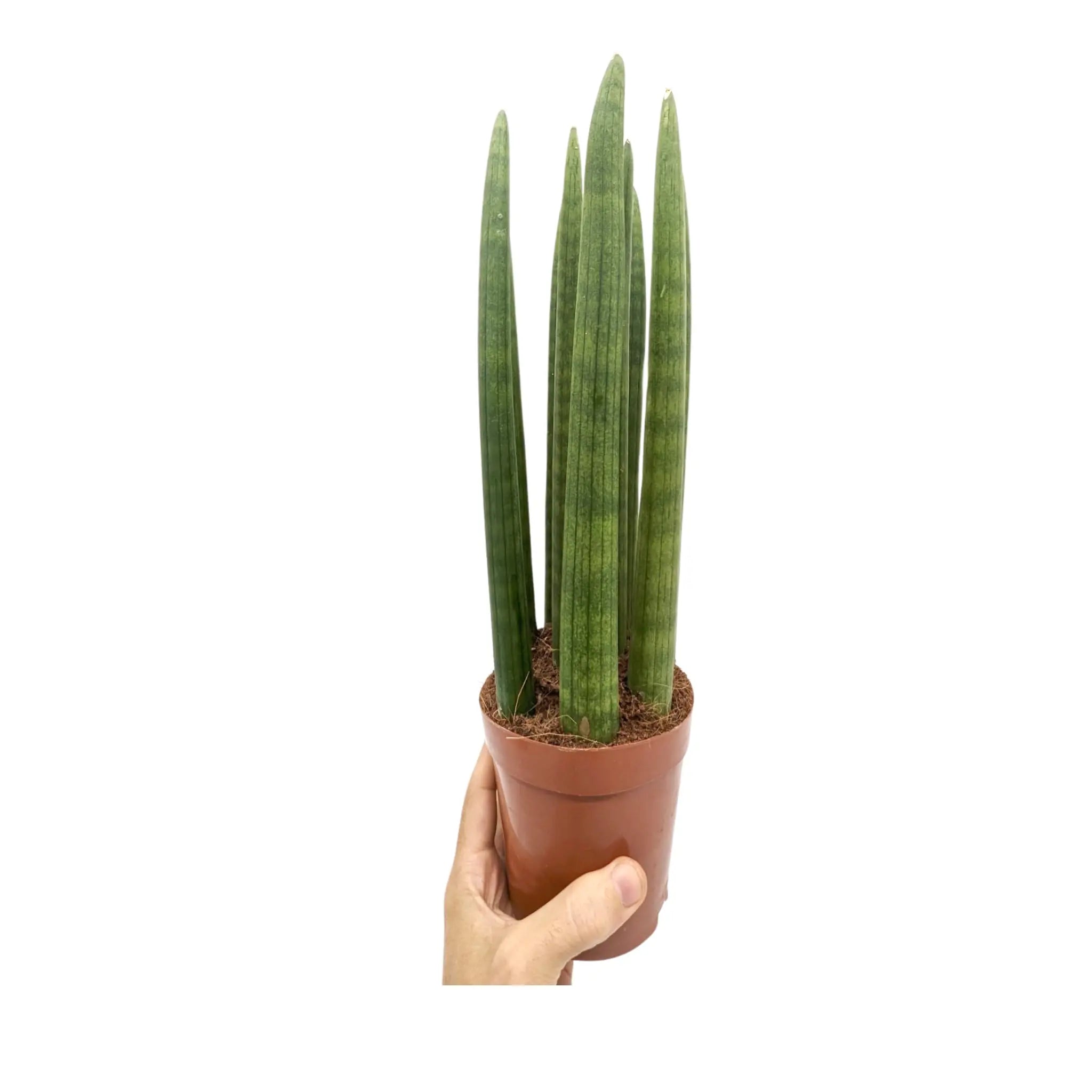 Sansevieria cylindrica Straight - Snake plant Oz