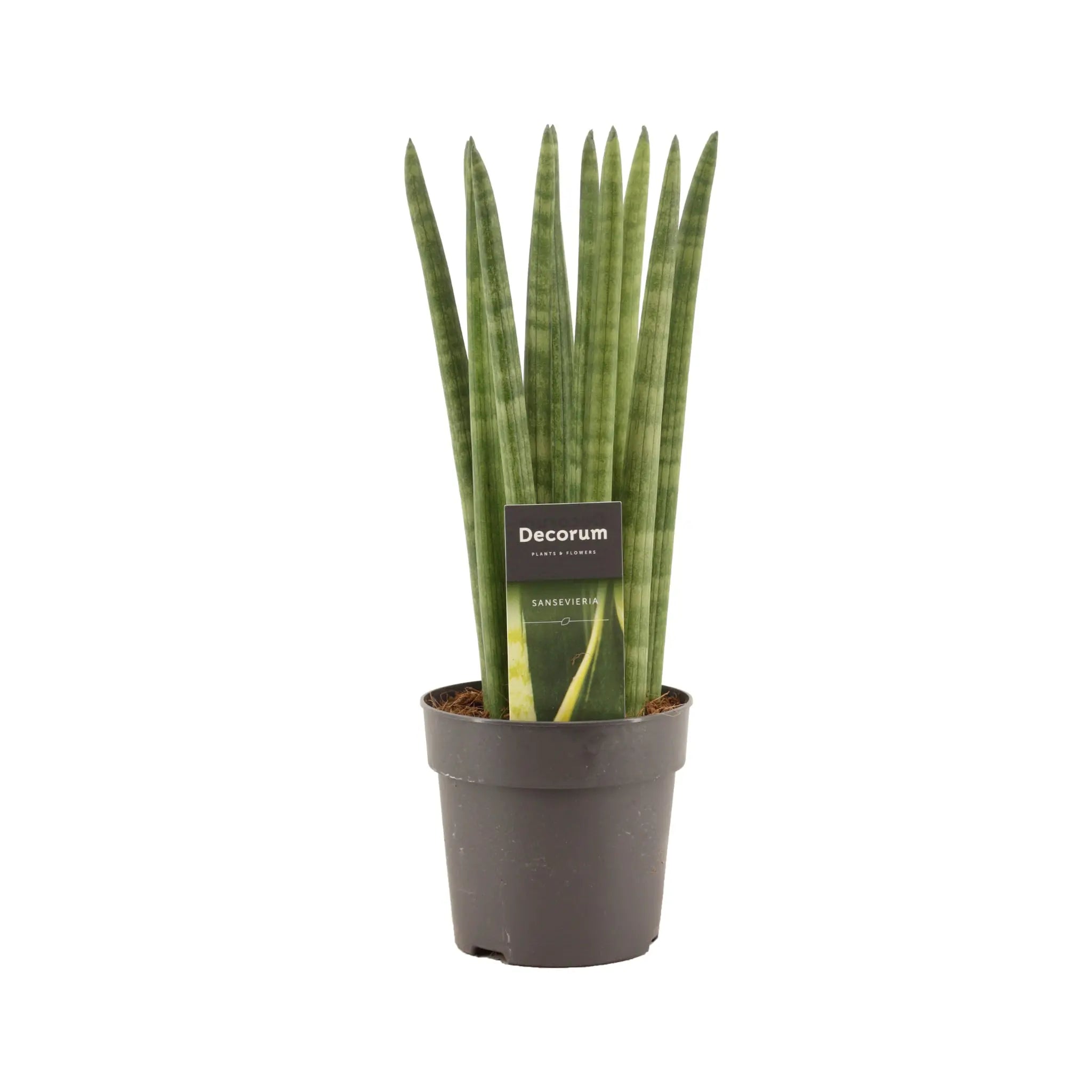 Sansevieria cylindrica Straight - Snake plant Oz