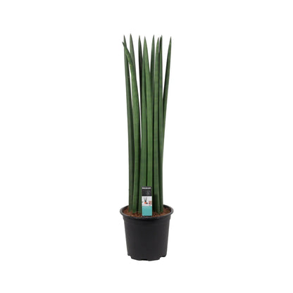 Sansevieria cylindrica Straight - Snake plant Oz