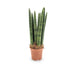 Sansevieria cylindrica Straight - Snake plant Oz