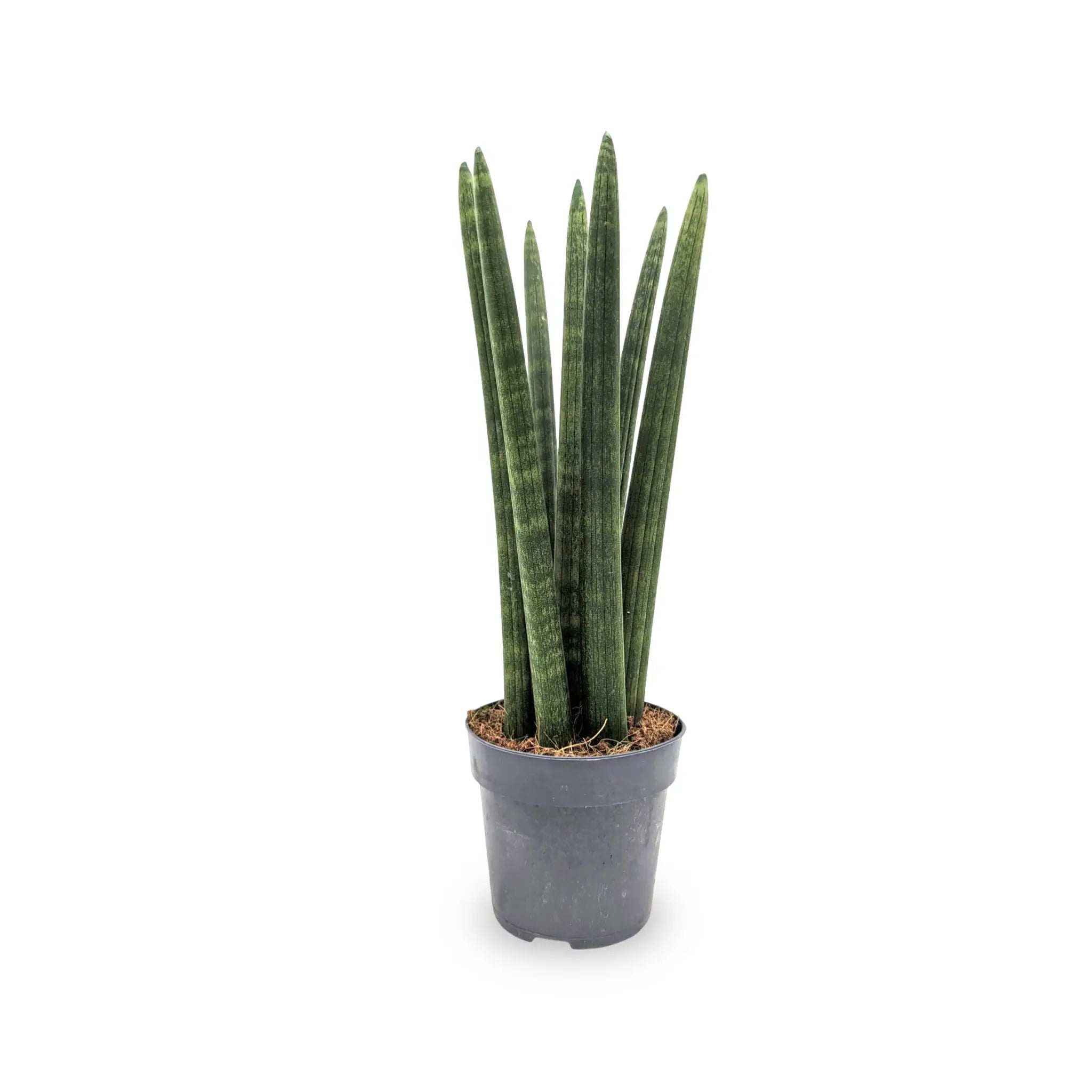 Sansevieria cylindrica Straight - Snake plant Oz