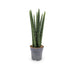 Sansevieria cylindrica Straight - Snake plant Oz