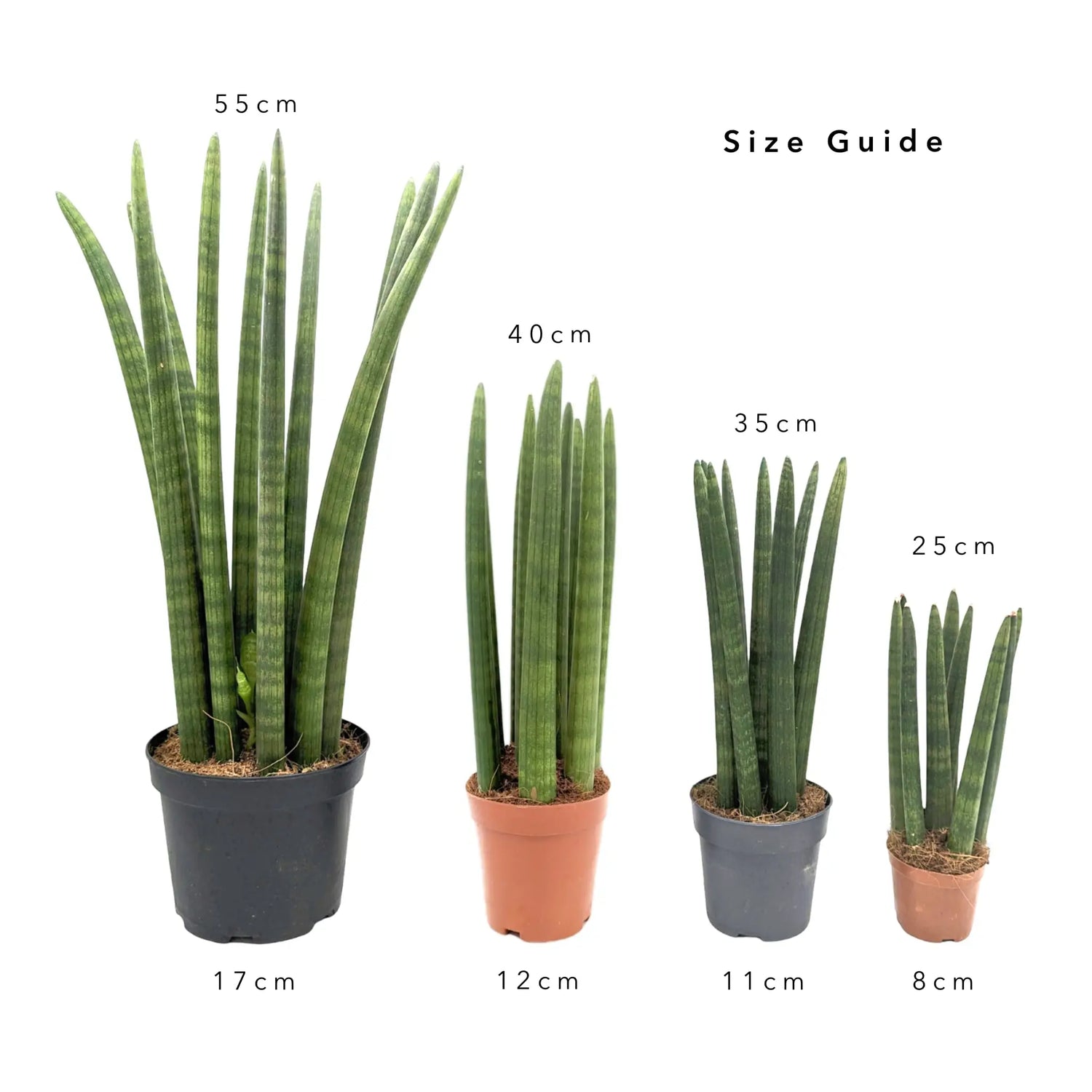 Sansevieria cylindrica Straight - Snake plant Oz