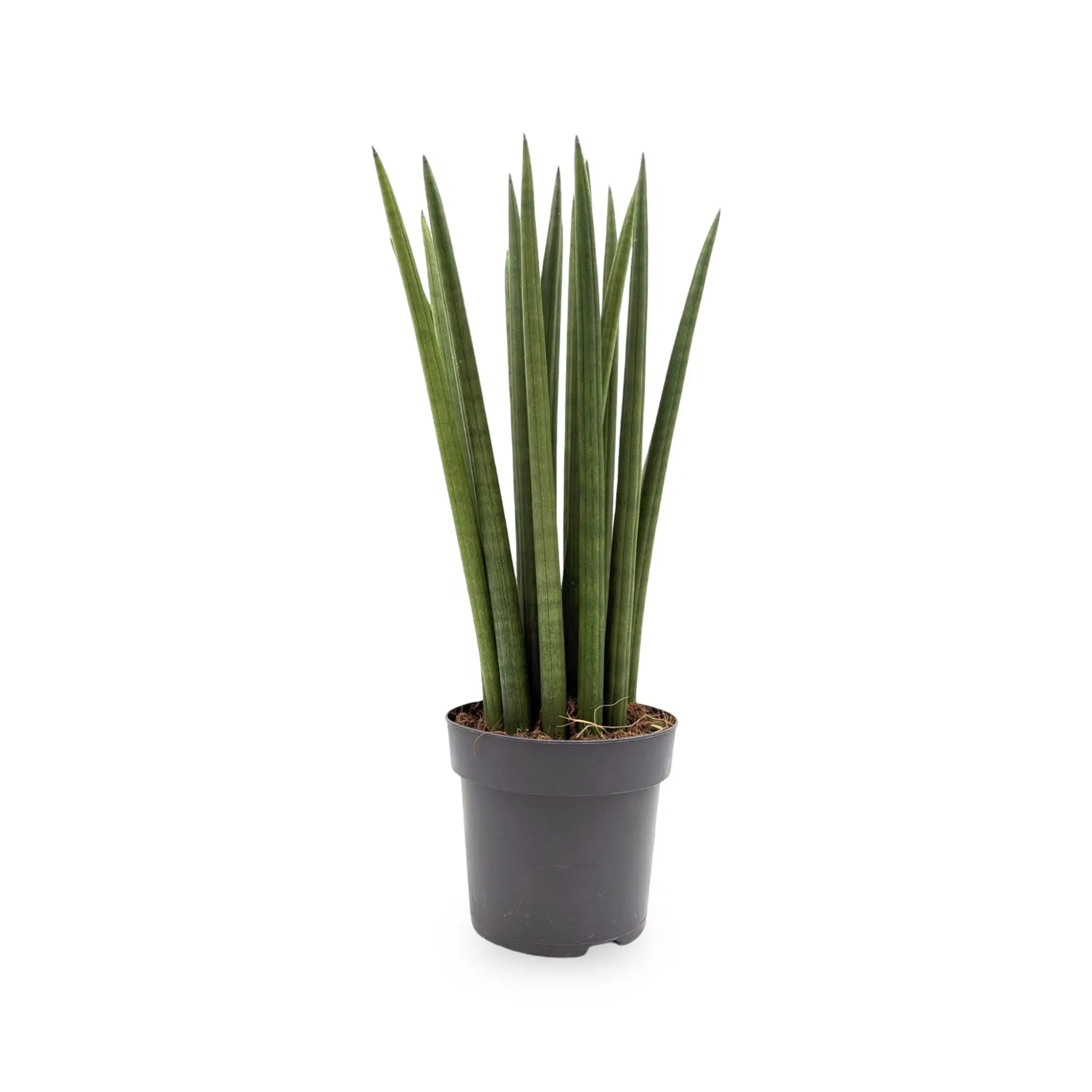 Sansevieria cylindrica Straight - Snake plant Oz