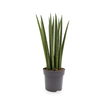 Sansevieria cylindrica Straight - Snake plant Oz