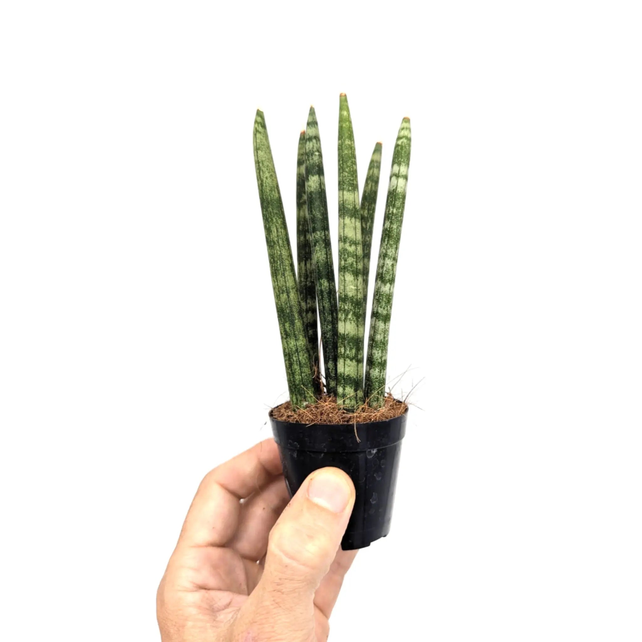 Sansevieria cylindrica Straight | Snake plant Leaf Culture