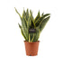 Sansevieria futura Superba - Snake Plant Oz