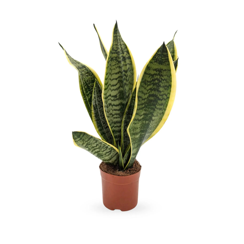 Sansevieria futura Superba - Snake Plant_2_main