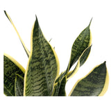Sansevieria futura Superba - Snake Plant Oz