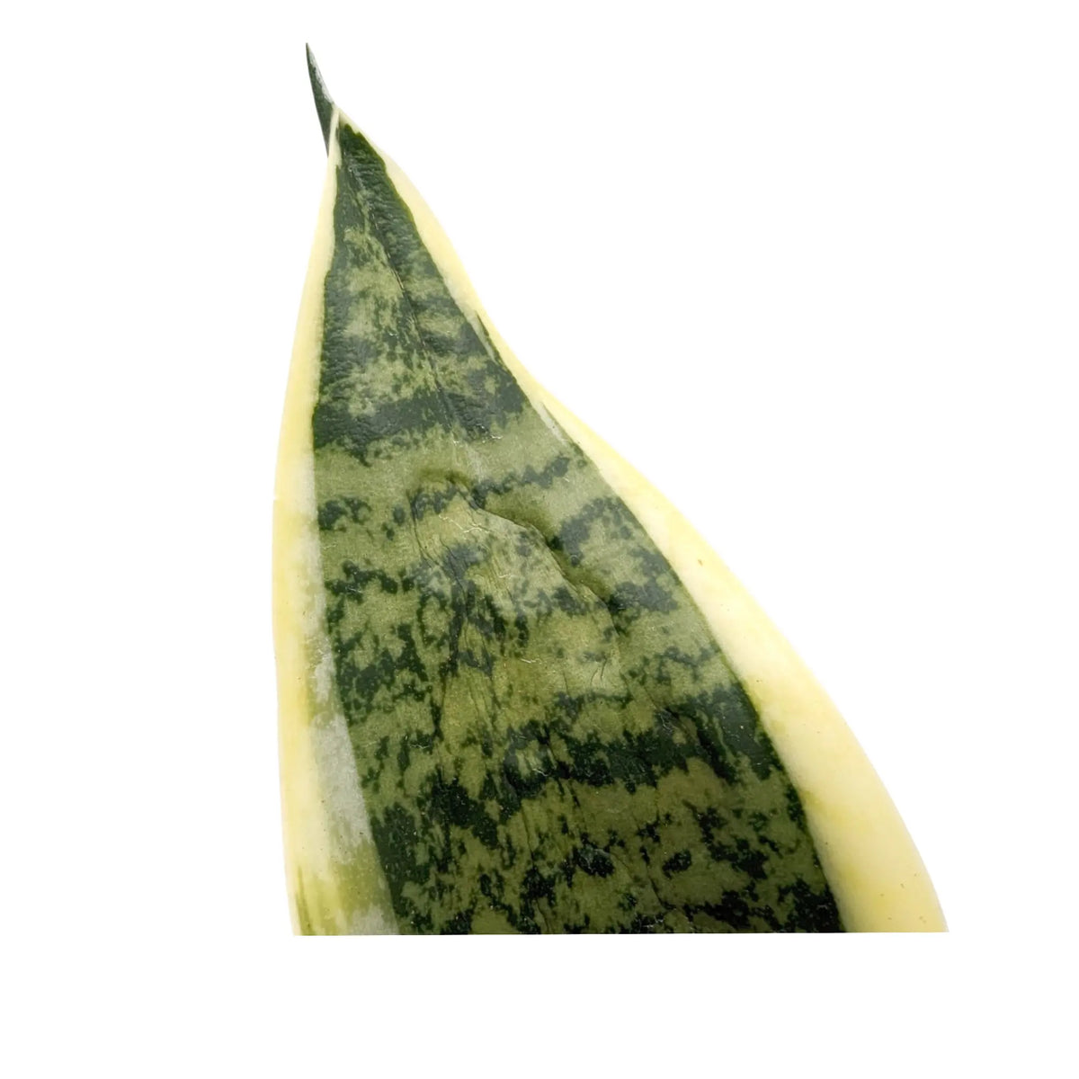 Sansevieria futura Superba - Snake Plant Oz