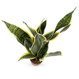 Sansevieria futura Superba - Snake Plant Oz
