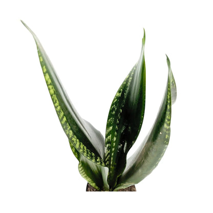 Sansevieria trif Grey Stripe Leaf Culture