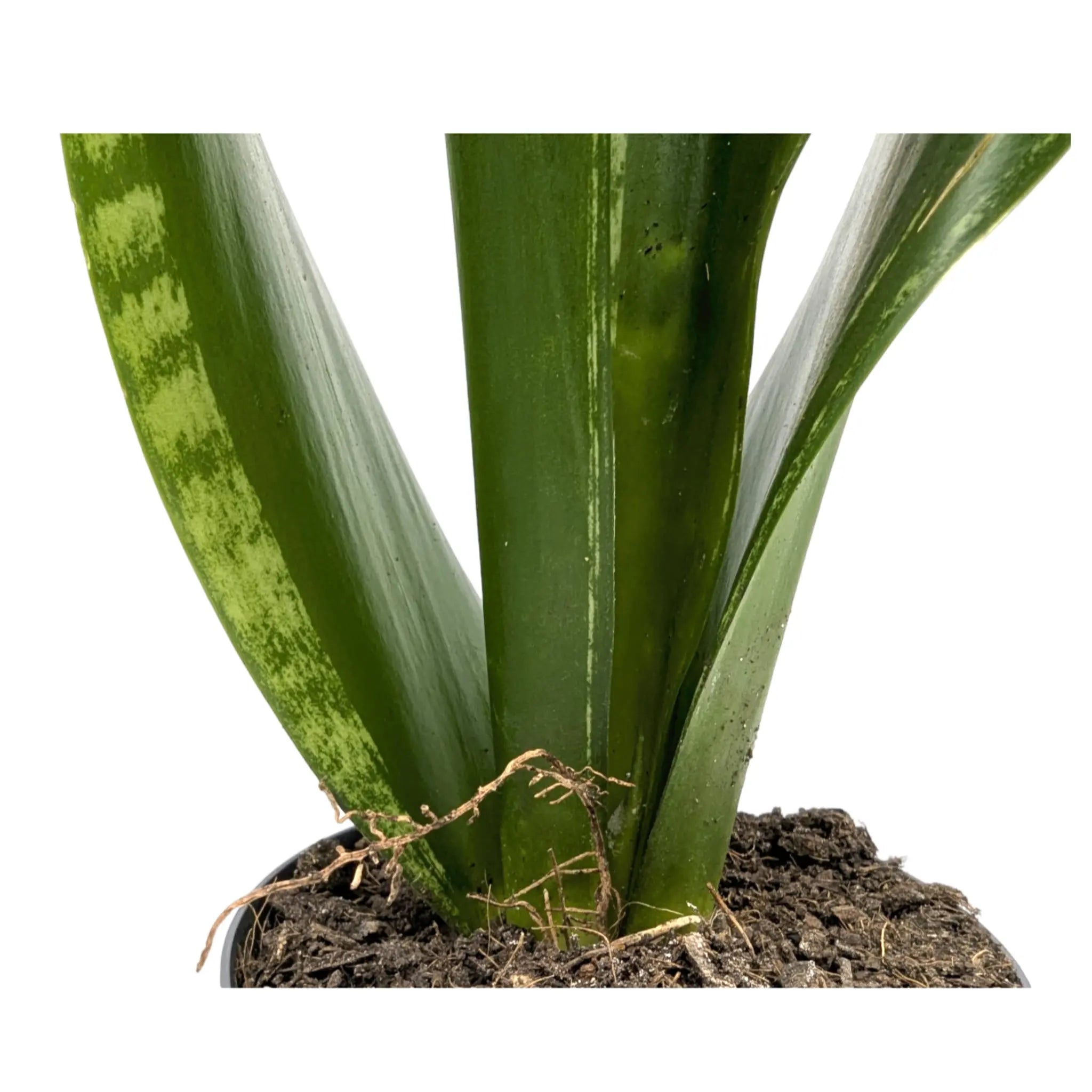 Sansevieria trif Grey Stripe Leaf Culture