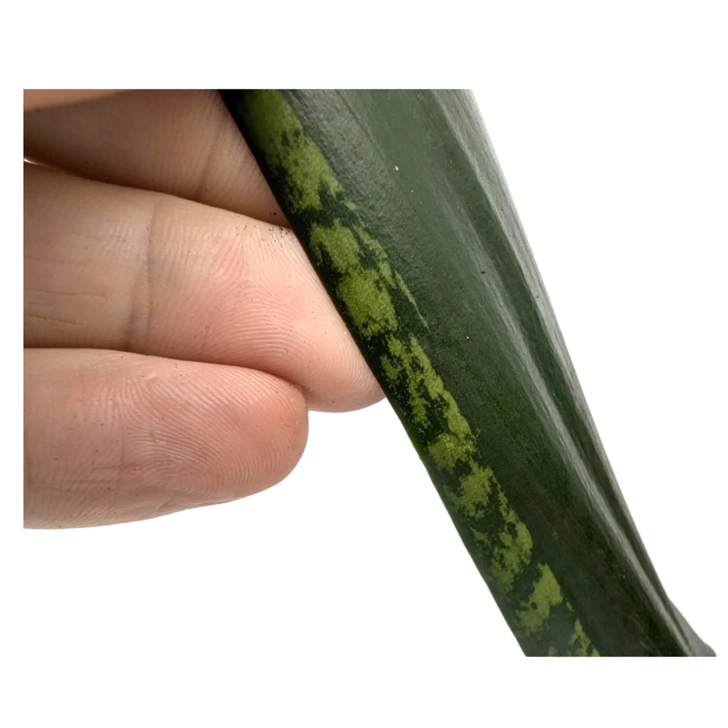 Sansevieria trif Grey Stripe Leaf Culture