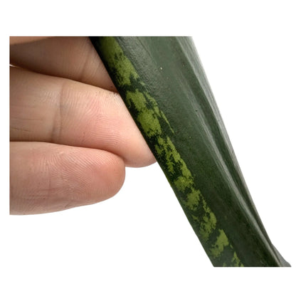 Sansevieria trif Grey Stripe Leaf Culture