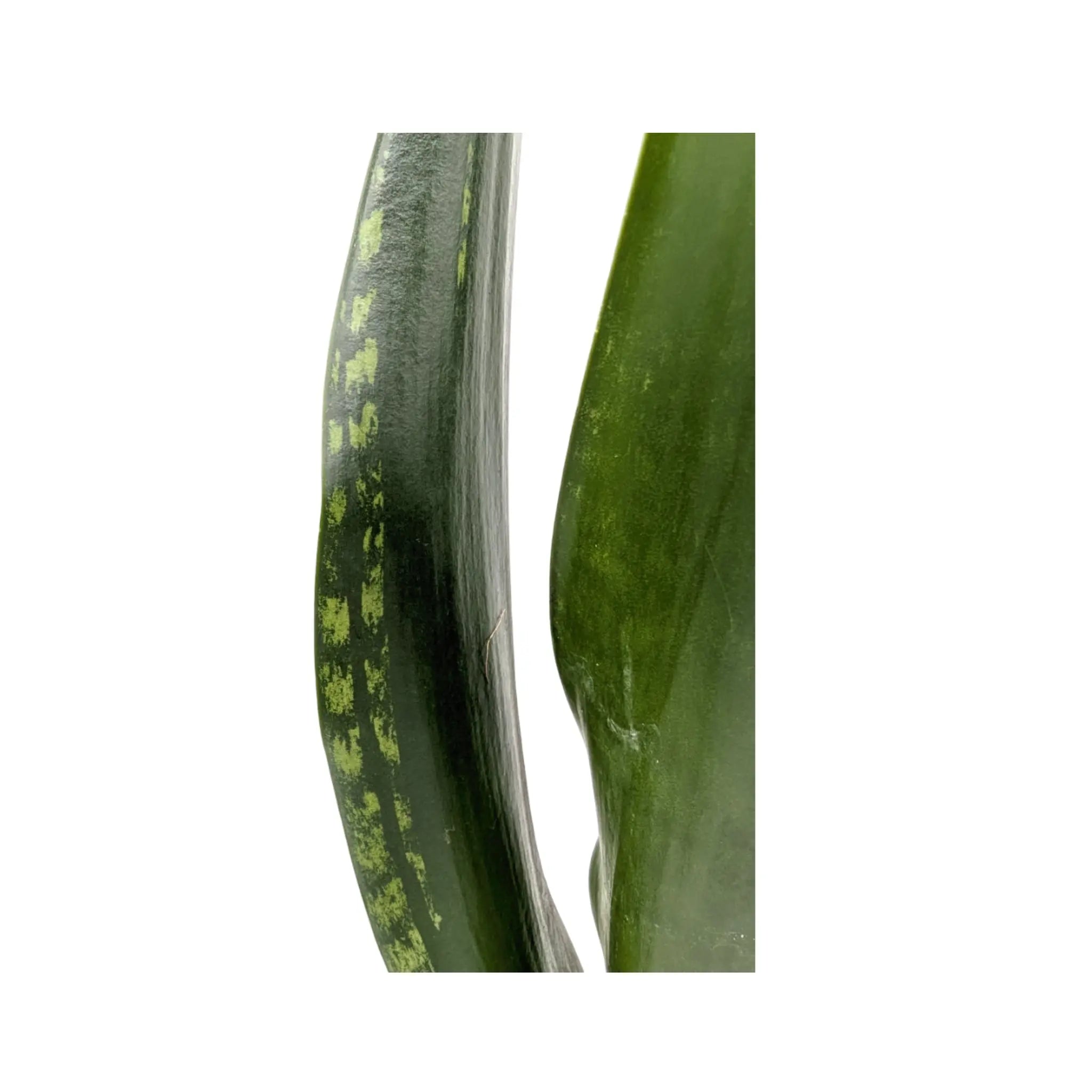 Sansevieria trif Grey Stripe Leaf Culture