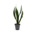 Sansevieria trif Grey Stripe Leaf Culture