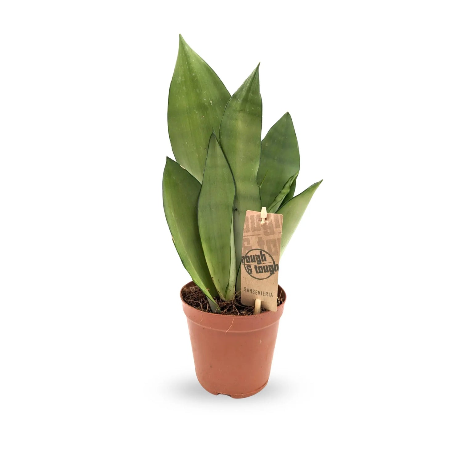 Sansevieria trif Moonshine - Moonshine Snake Plant Leaf Culture