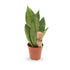 Sansevieria trif Moonshine - Moonshine Snake Plant Leaf Culture