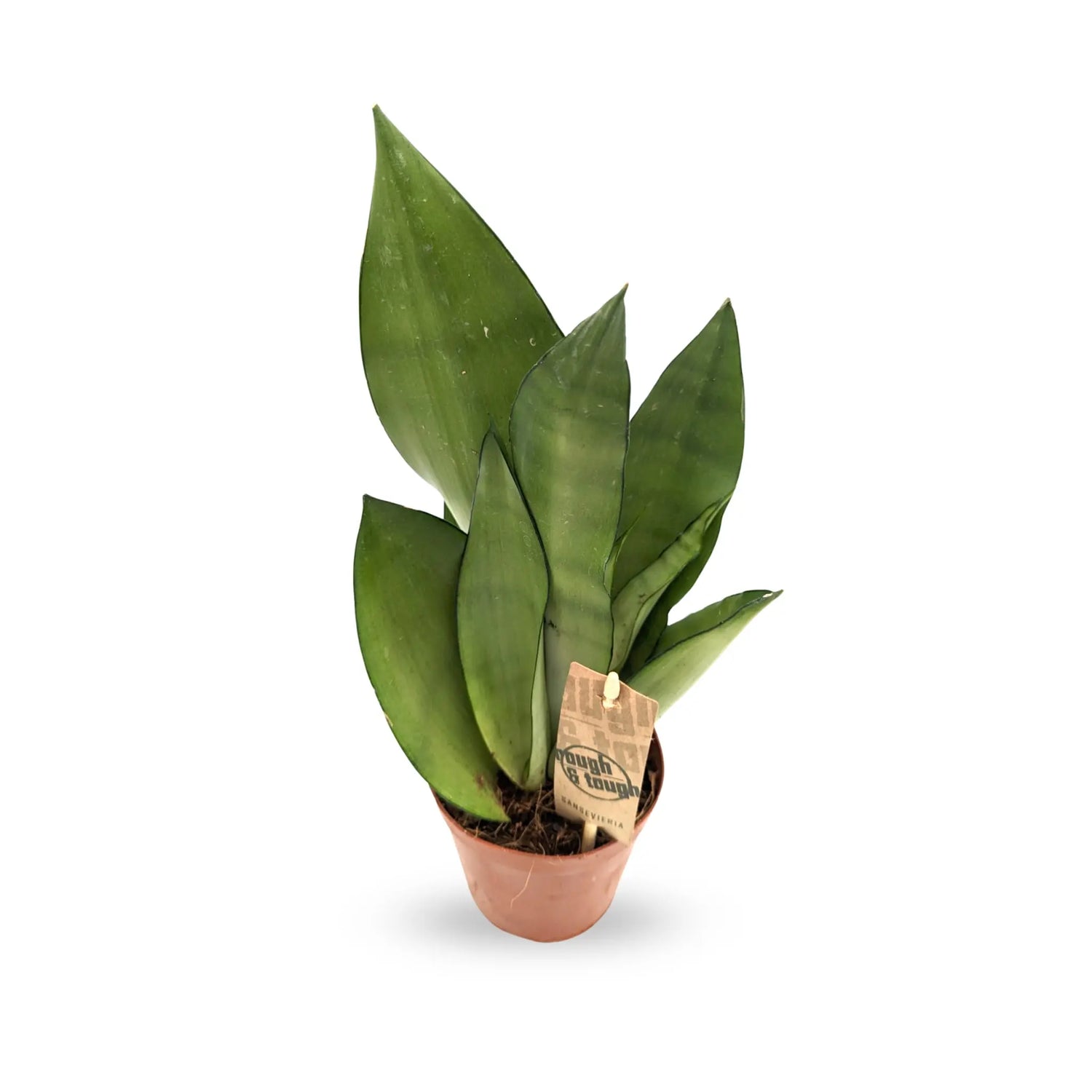 Sansevieria trif Moonshine - Moonshine Snake Plant Leaf Culture