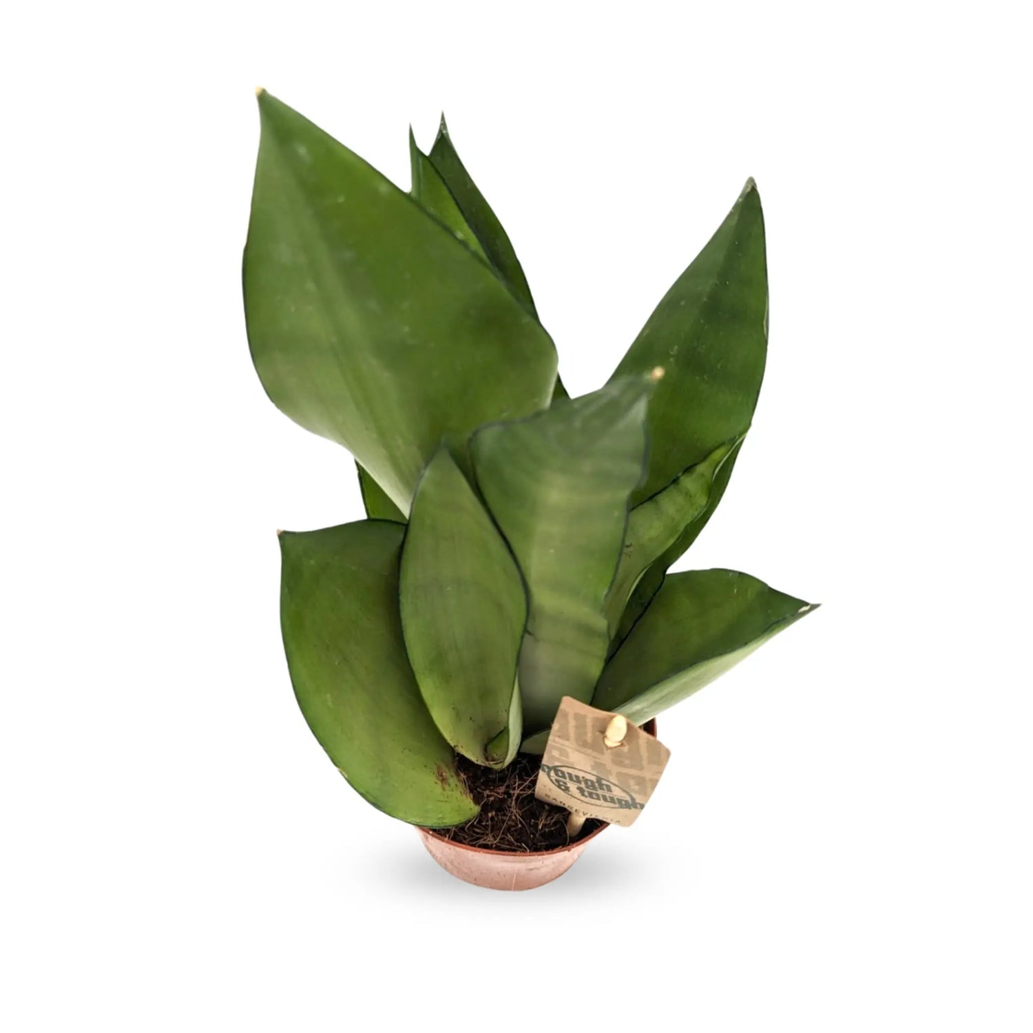 Sansevieria trif Moonshine - Moonshine Snake Plant Leaf Culture