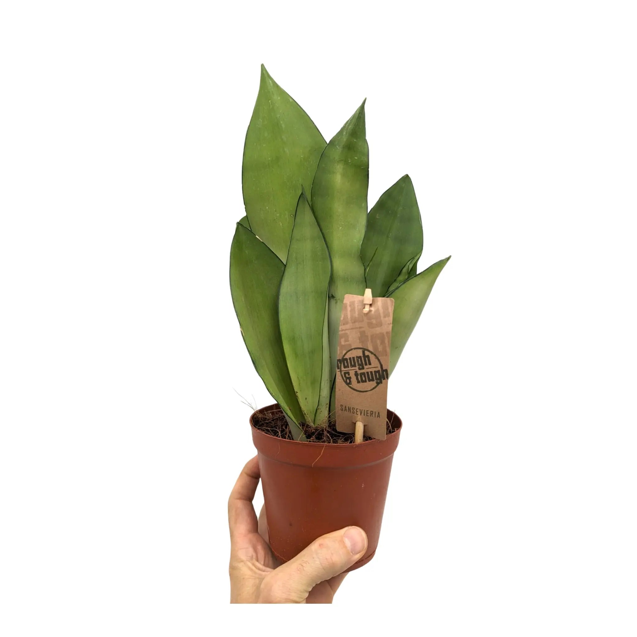 Sansevieria trif Moonshine - Moonshine Snake Plant Leaf Culture