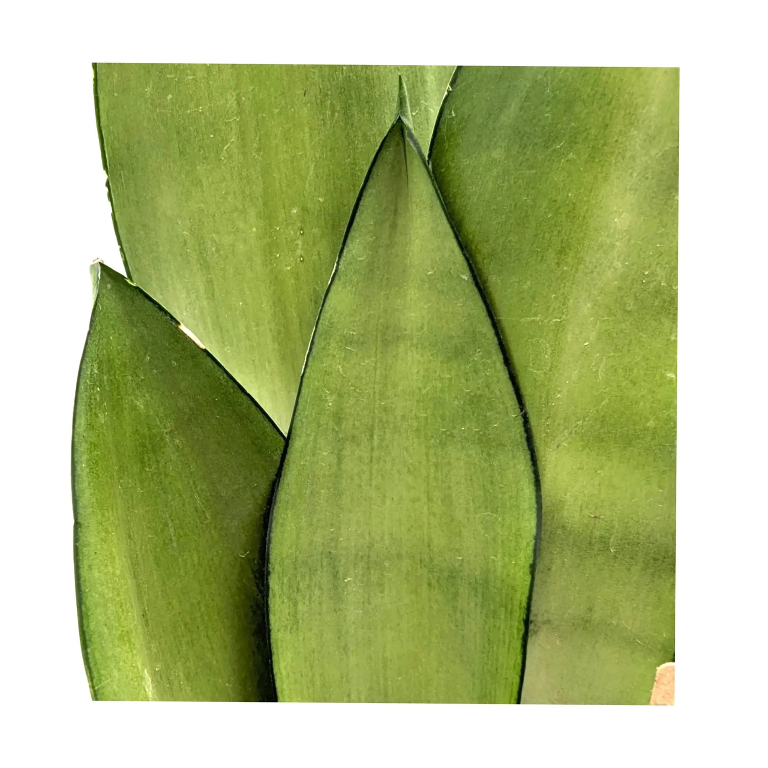 Sansevieria trif Moonshine - Moonshine Snake Plant Leaf Culture