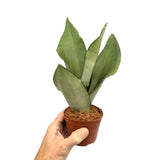 Sansevieria trif Moonshine - Moonshine Snake Plant Leaf Culture