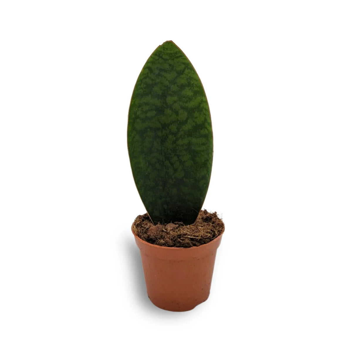 Sansevieria trif. Victoria - Whale fin Oz