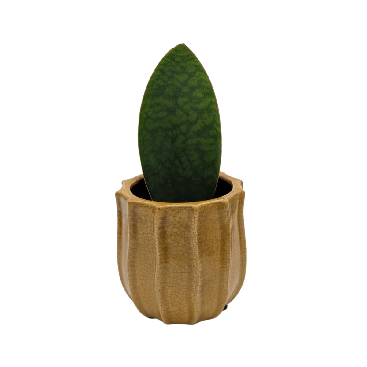 sansevieria victoria vs whale fin Whale Fin Snake Plant | Sansevieria Victoria - Rare Single Leaf