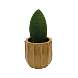 Sansevieria trif. Victoria - Whale fin Oz